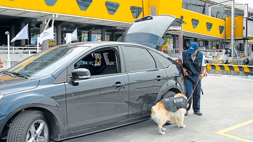 Uno de los seis perros de AFIP-Aduanas que oflatea los dólares en el puerto de Buquebus.