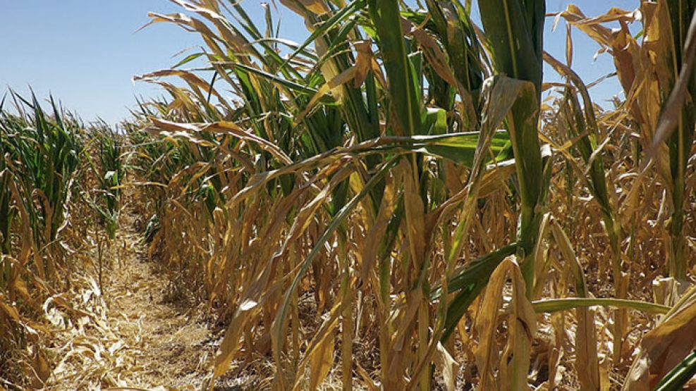 Crece la preocupación de los productores por mermas de rindes y pérdida de animales.