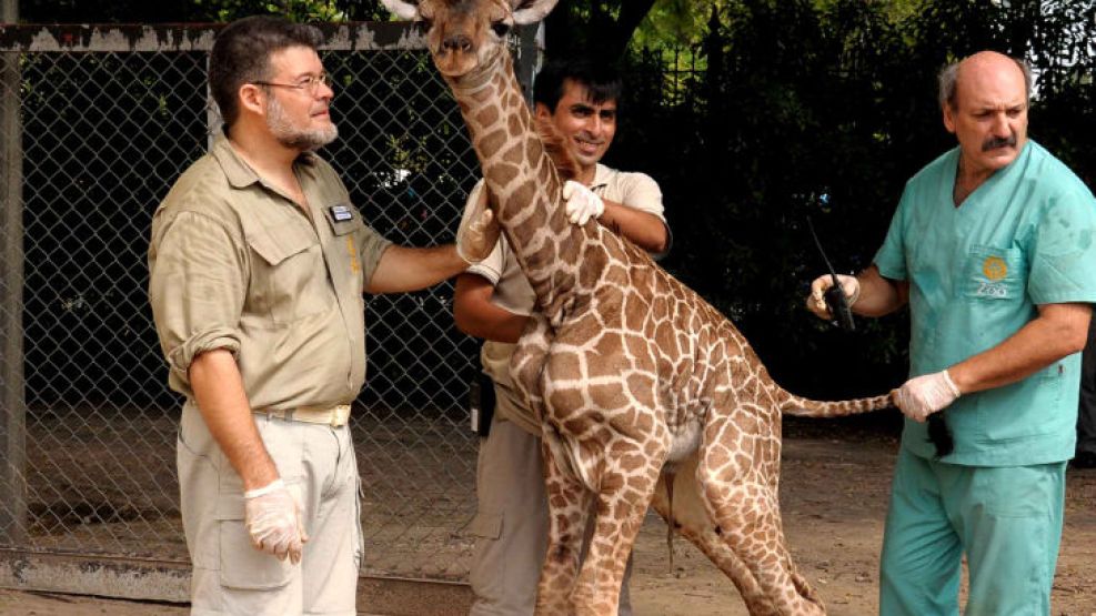 La pequeña jirafa no llegó a vivir ni 24 horas. Los veterinarios no pudieron hacer nada.
