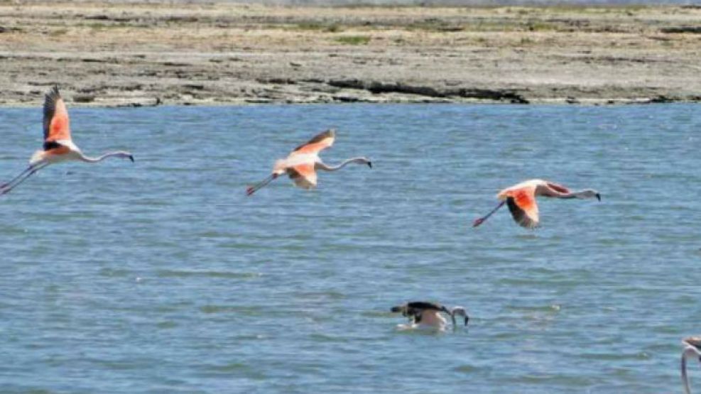 En la costa, con marea baja se forman piletones de poca profundidad a los que acuden muchas aves para alimentarse, entre ellas, bandadas de flamencos rosados.