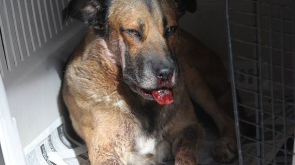 El perro callejero "Dardo" deambulaba por una plaza céntrico en la ciudad de Salta y en unos festejos de alumnas secundarias le explotó un petardo en el hocico.