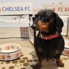 chelsea-vs-bayern