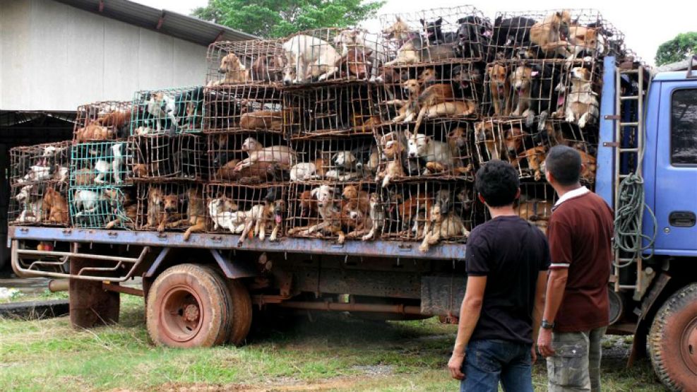 Vietnamitas sacrifican perros para comérselos en guisos.