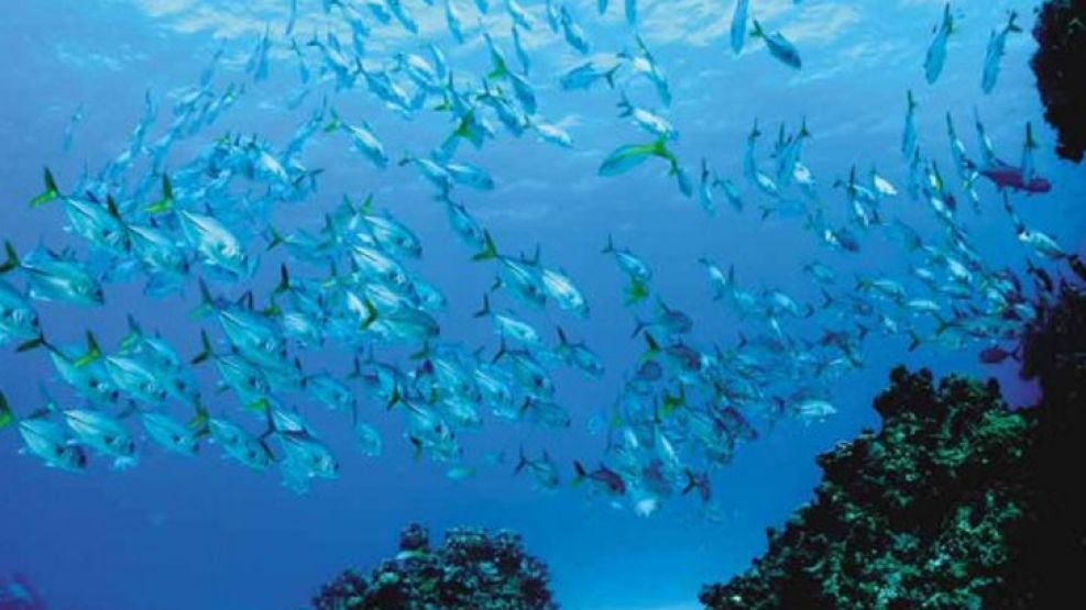 En Grand Cayman las inmersiones sorprenden con grandes formaciones coralinas, cardúmenes de jacks, gobios y pólipos en plena alimentación.