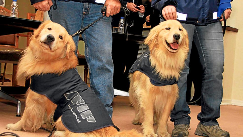 Caninos. El escuadrón especial de la AFIP hizo horas extra.