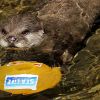 nutria
