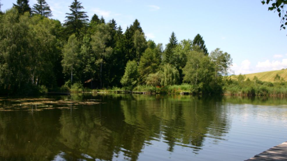 El bosque de Carintia recibió un visitante inesperado entre sus arbustos.