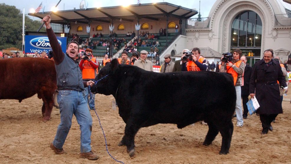 En la foto, un ejemplar Aberdeen Angus ganador de ediciones anteriores.