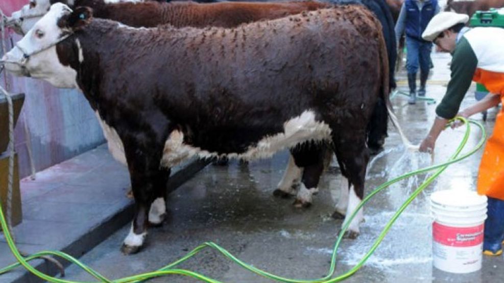 Antes de salir al show, los animales tienen quien los peinan y los preparan para que el jurado los vea en su máximo esplendor.