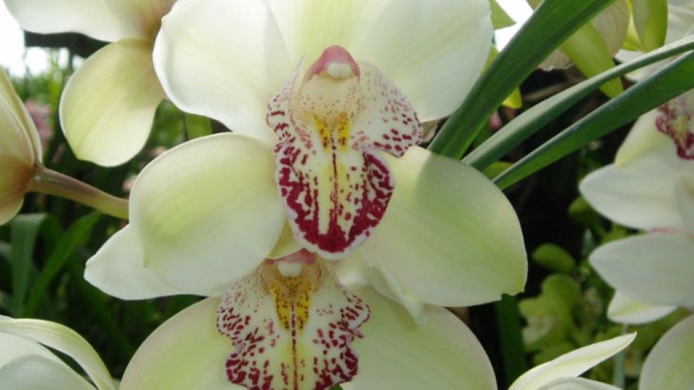 Nueva cita de ?Orquídeas en el Arte? que reune a cultivadores profesionales y amateurs de estas exóticas planta.