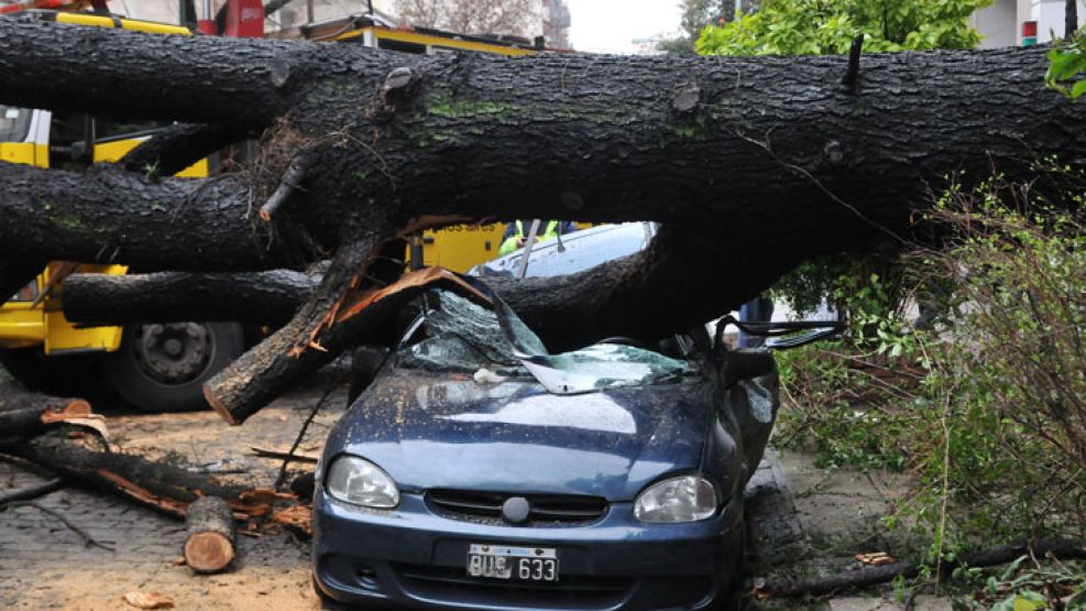 El árbol destruyó el auto en Caballito.