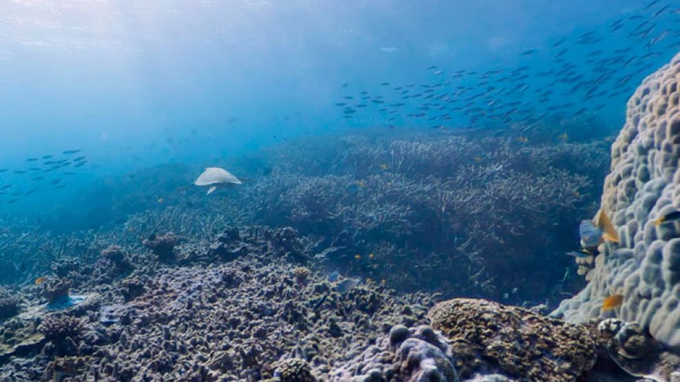 La nueva opcion de Google para "bucear" en el mar.