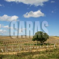 campo