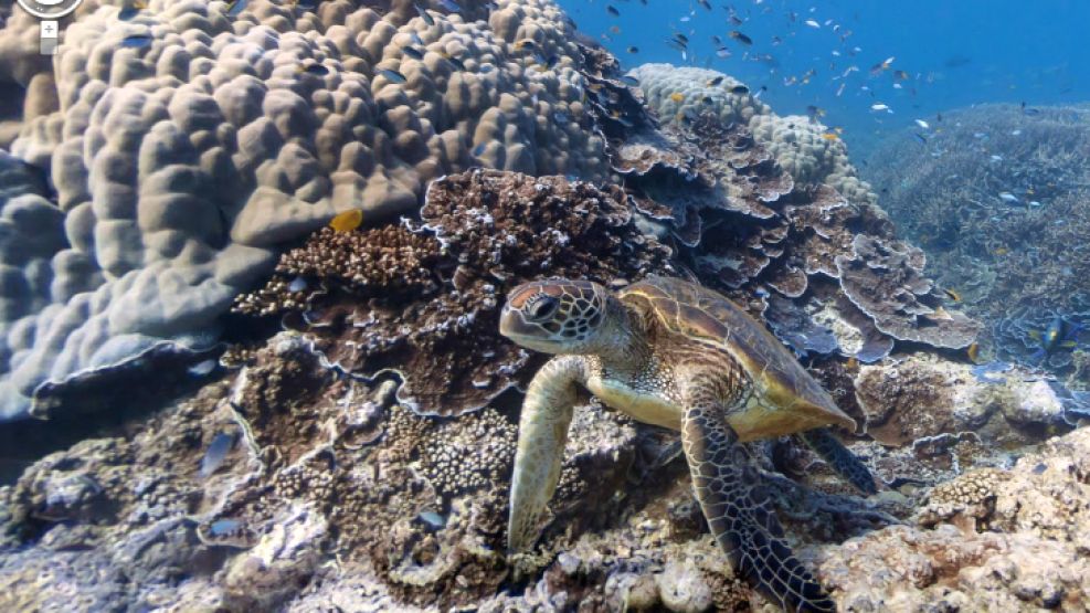 Google Maps muestra imágenes "vibrantes y espectaculares" de la Gran Barrera de Coral