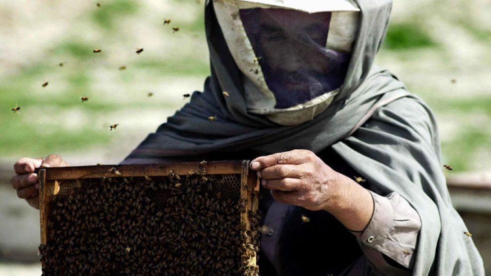 Al parecer, el hombre golpeó con la rastra un tacho en desuso en el que abejas silvestres habían construido su colmena, que reaccionaron atacándolo. 