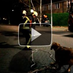 el-perro-que-ayuda-a-los-bomberos 