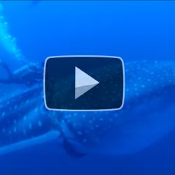tiburon-ballena-rescatado 