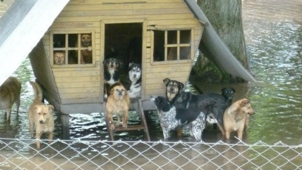 El refugio de animales del exGran Hermano en Cañuelas se inundó. Fotos y video.