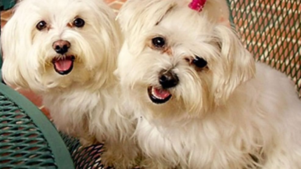 Qué hacer cuando el perro causa problemas en la casa, manifiesta comportamientos agresivos o luce decaído. 