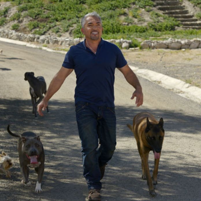 La Nueva Vida Del Encantador De Perros Tras Su Intento De Suicidio Perfil