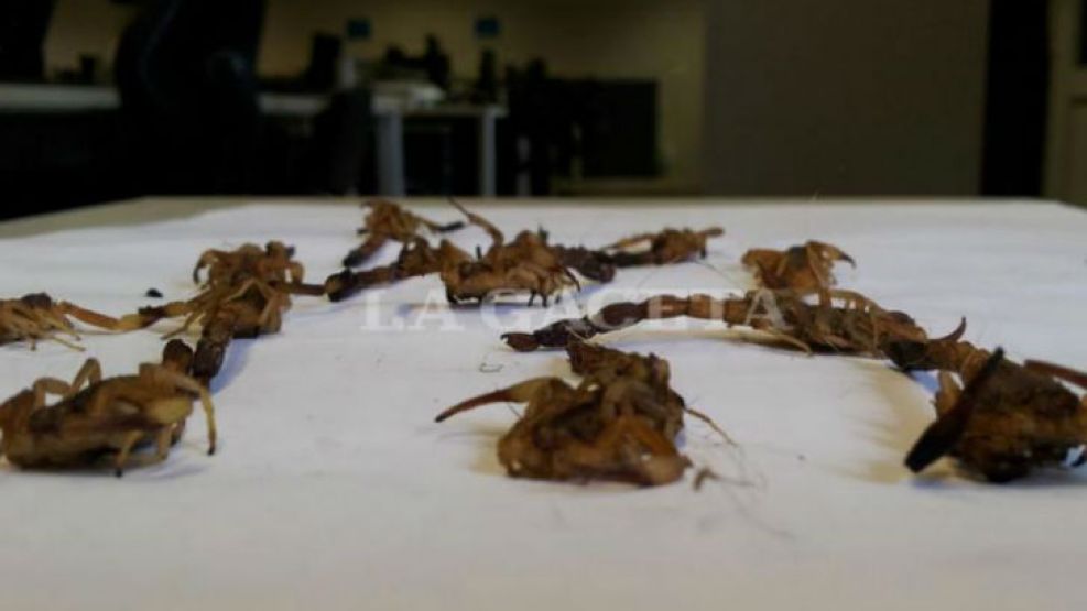 La mujer se vio rodeada cuando limpiaba una habitación de su casa.