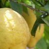 limon-planta
