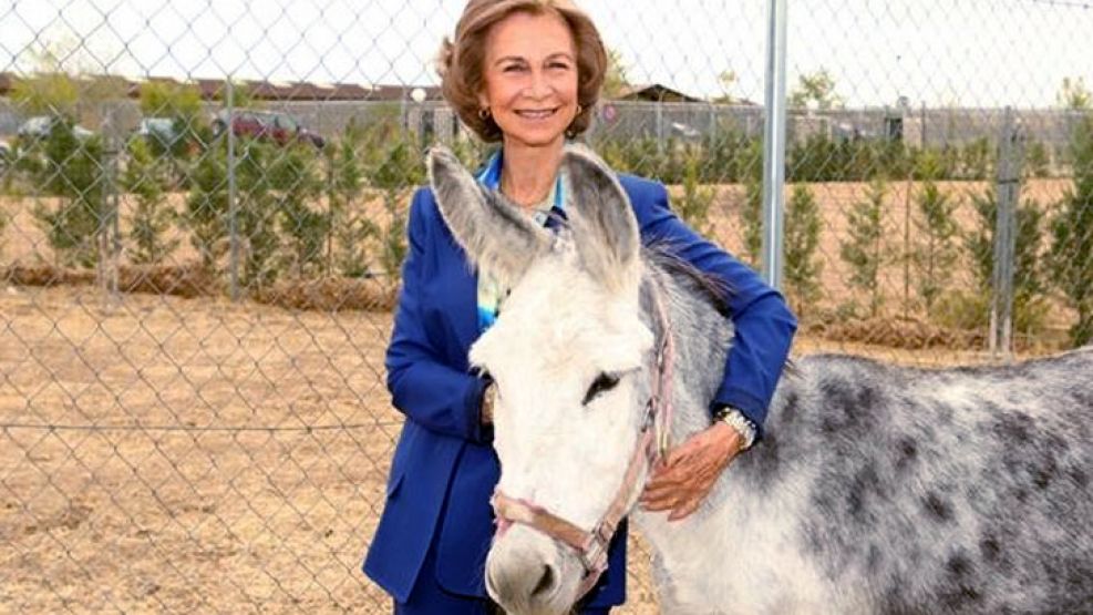 El saludo de la Reina Sofía para navidad es junto a un burro.