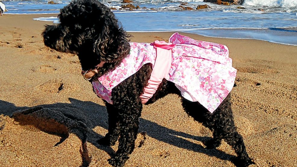 En las playas de Punta del Este, la moda canina llegó esta temporada con artículos para todos los gustos