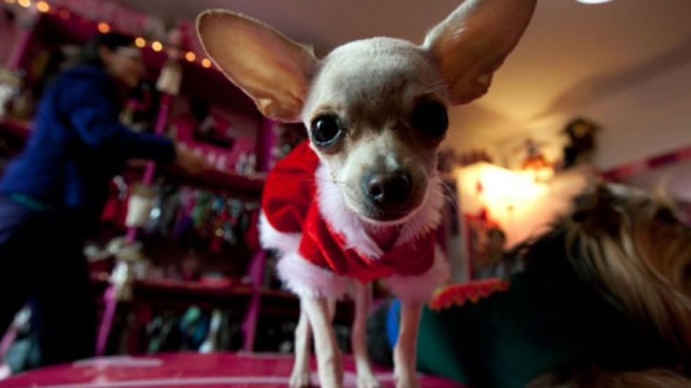 Chihuahua vestido de Papá Noel. 