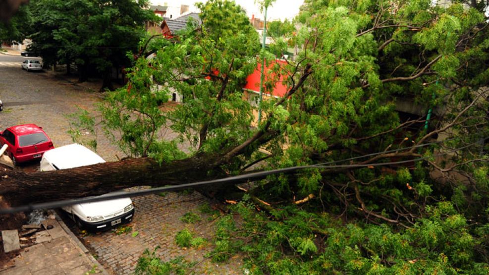 El temporal de lluvia y viento que azotó a Capital Federal y Gran Buenos Aires ayer, minutos antes de la medianoche, provocó la caída de árboles y daños en viviendas y automóviles.