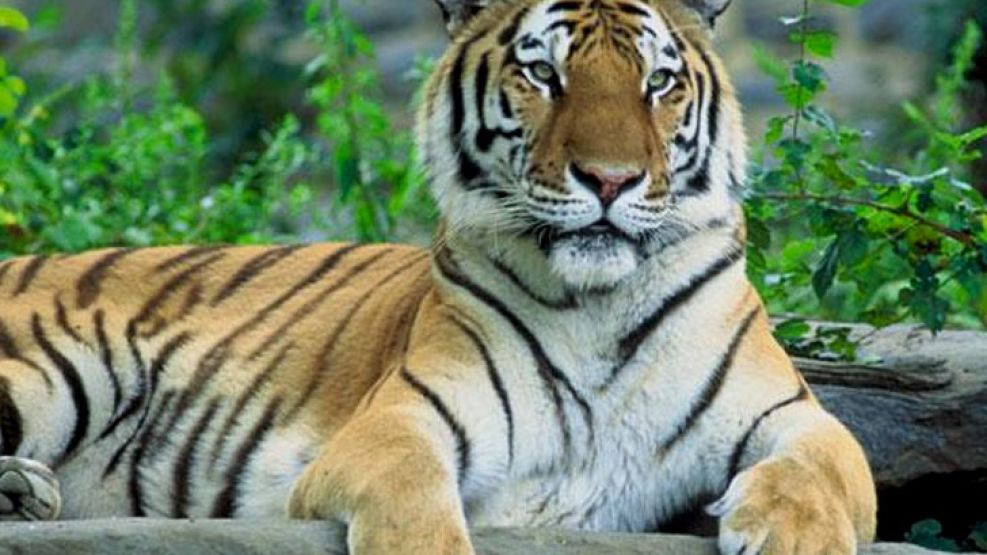 Imagen de archivo. Algunas denuncias hablan de "negligencia" en la mudanza del animal con otras tigresas.