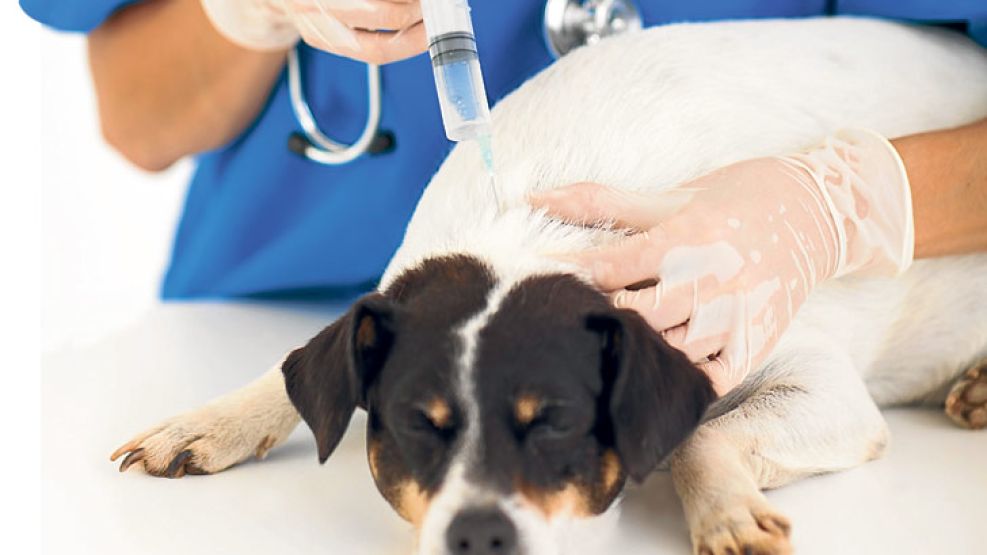 Prevenir. Para evitar la rabia y el tétanos es importante vacunar a perros y gatos una vez al año.