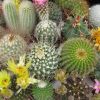 cactus-cactus