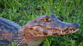 Aves y Vida Silvestre3