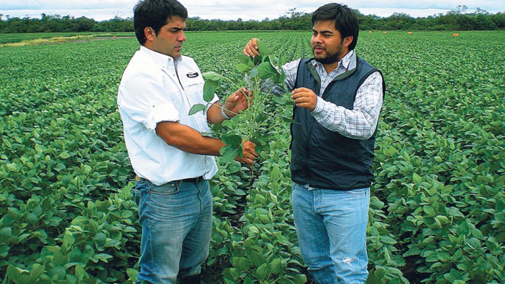 En Salta. Ignacio Costa, de Monsanto, y un colaborador monitorean uno de los 87 ensayos que se realizan en el norte argentino.