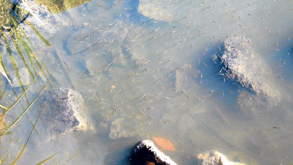 Madrecitas. Los ejemplares que aparecieron en el Riachuelo miden cuatro centímetros de largo.
