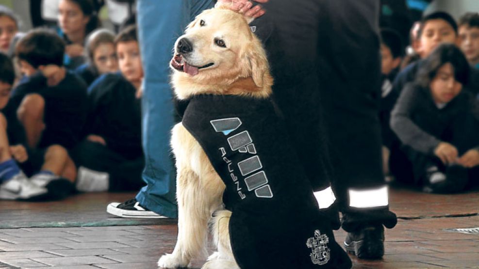 Perros. Protagonizaron la búsqueda de billetes no declarados.