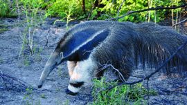 natalia paulucci oso 2