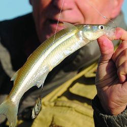 PESCA DE PEJERREYES (67)