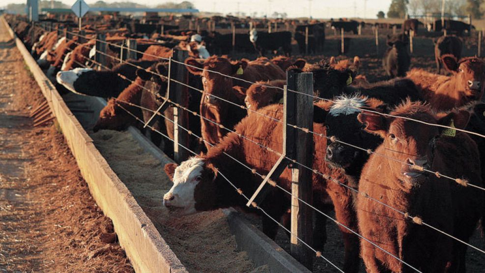 Engorde. Por la emergencia, los productores recibirán precios menores por la invernada.