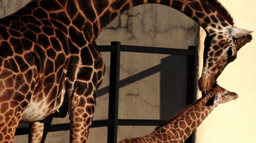 La nueva jirafa del Zoo porteño espera por un nombre que le asignen los chicos visitantes.