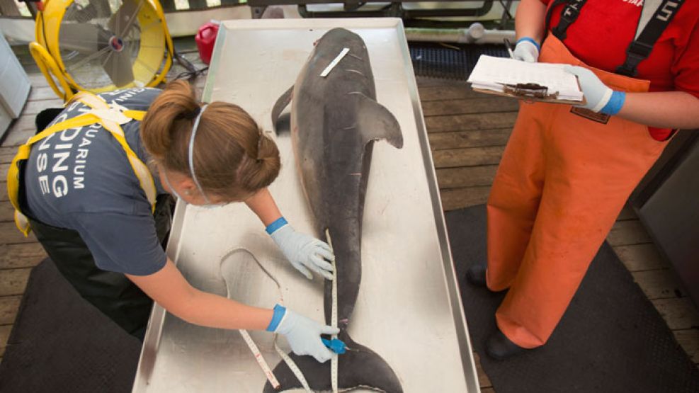 Científicos trabajan sobre las decenas de delfines muertos para encontrar la causa de las muertes.