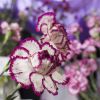 clavel rendegus - tiene frangacia matrizado lila y blanco