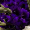 Gladiolo violeta