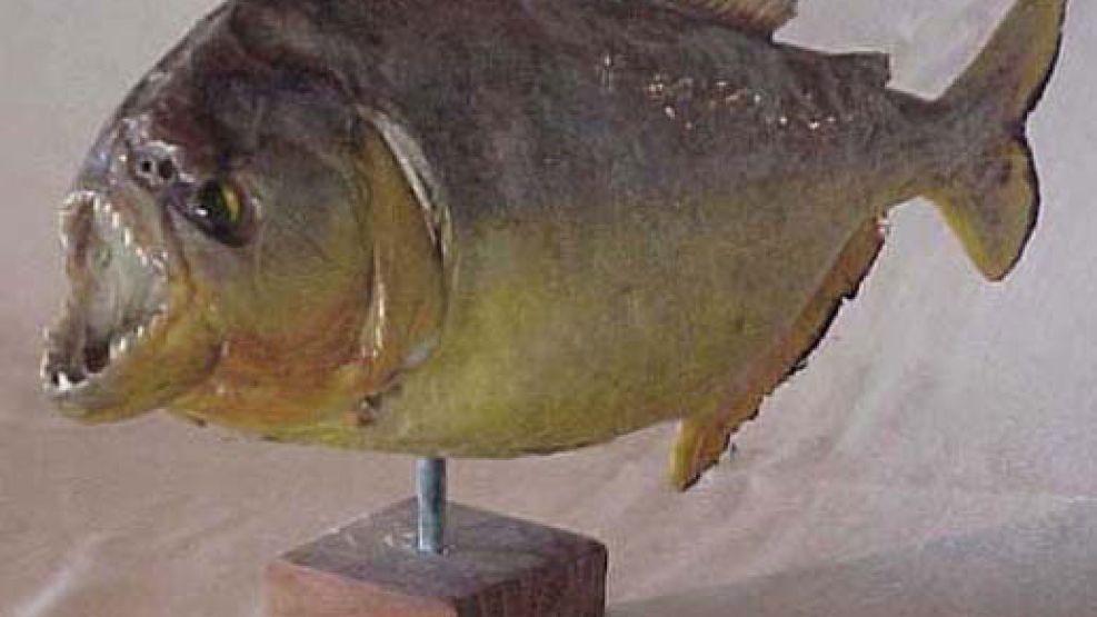 Las palometas son peces carnívoros, de dientes filosos y muy agresivos, que suelen actuar en ataques grupales y aparecen en las costas del Paraná, especialmente con altas temperaturas.
