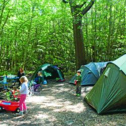 Camping-under-the-oak