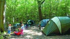 Camping-under-the-oak