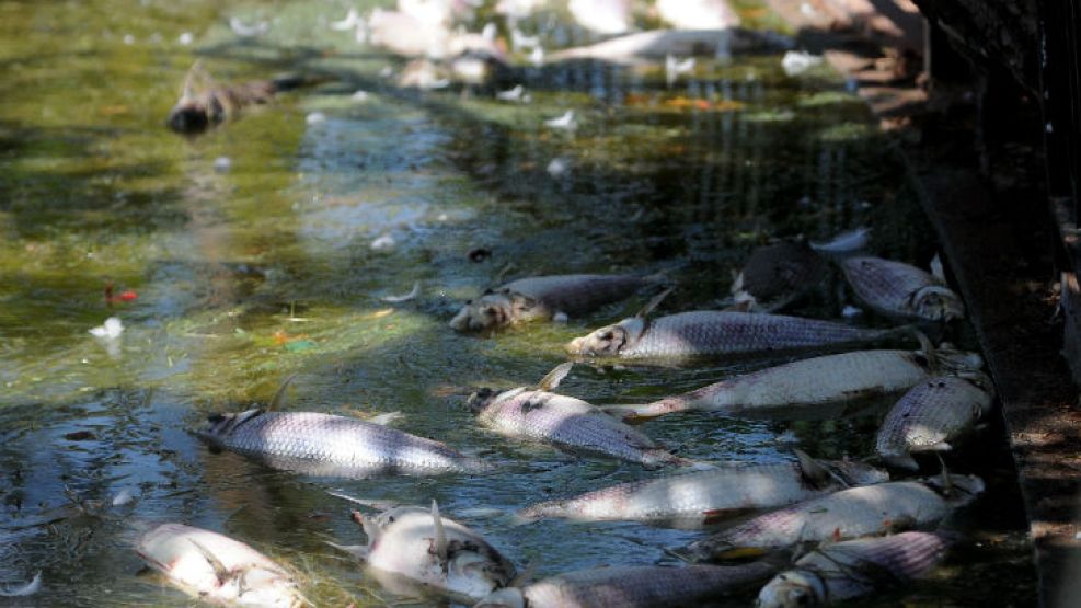 Según fuentes oficiales, la elevada temperatura en las aguas habría causado la mortandad en los peces.