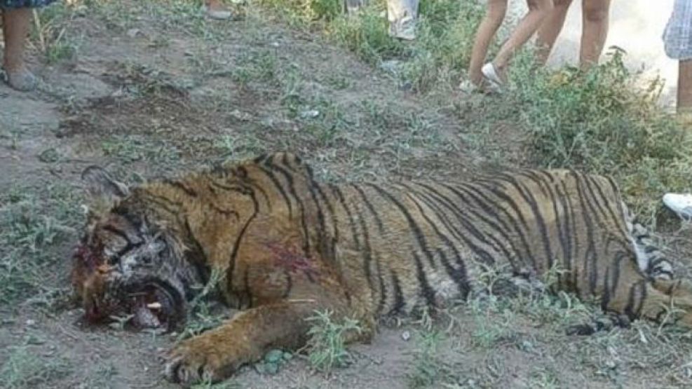 El tigre de bengala fue ejecutado por un policía retirado en la localidad de Paso Viejo. 