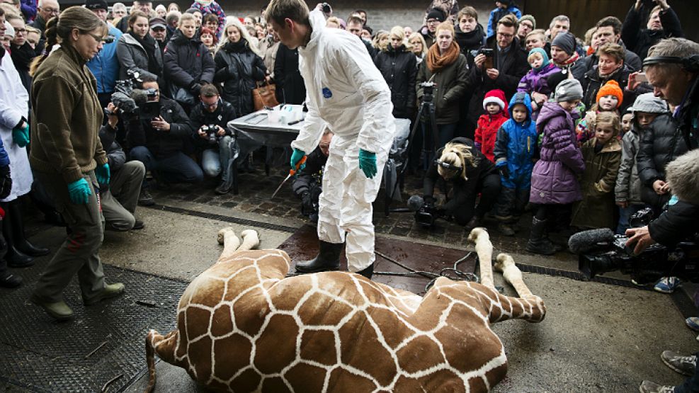 Los veterinarios enseñan cómo es el sacrificio de una jirafa delante de todo el público, incluyendo a los niños.